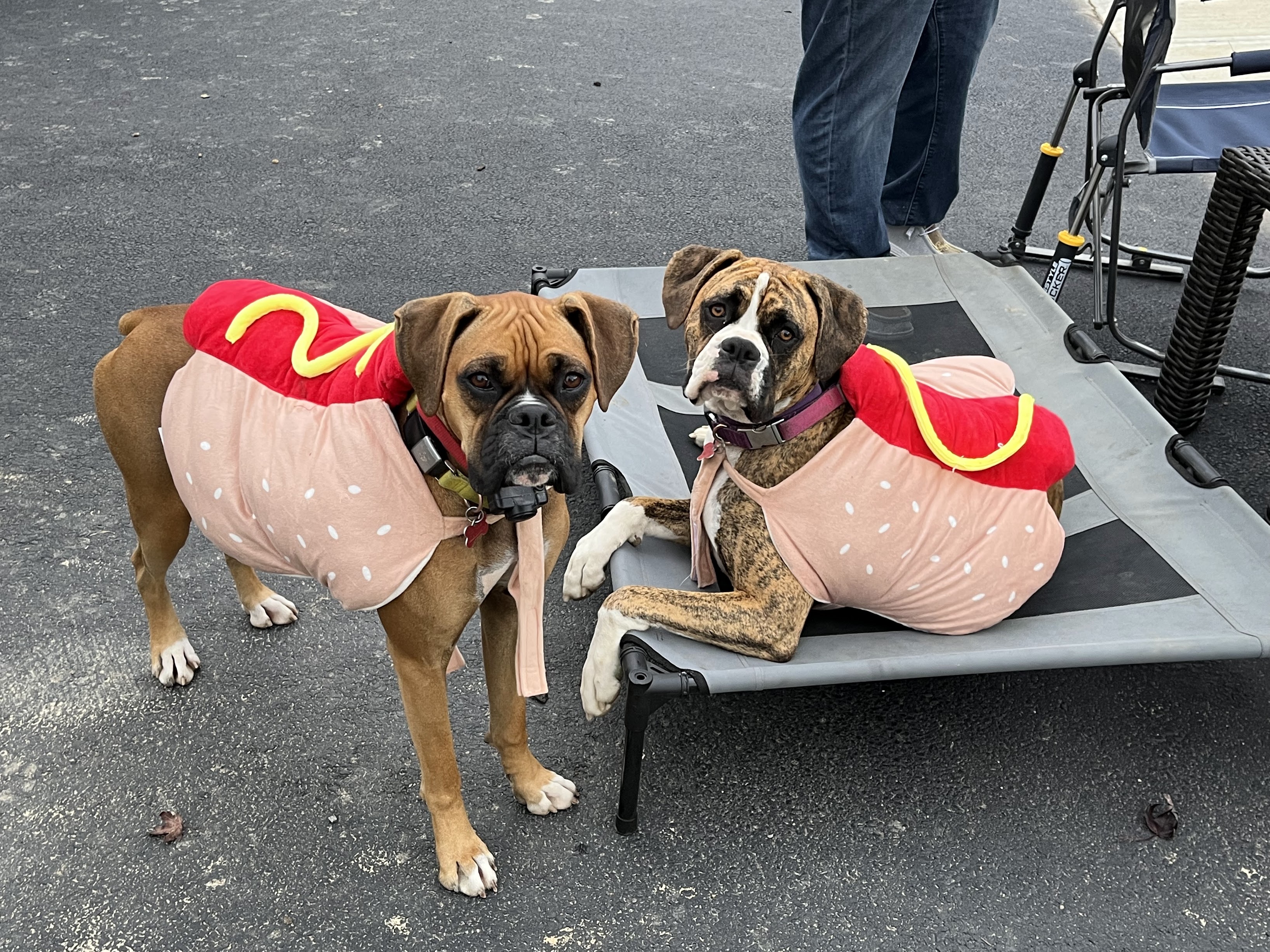 Zelda and Willow in Halloween costumes